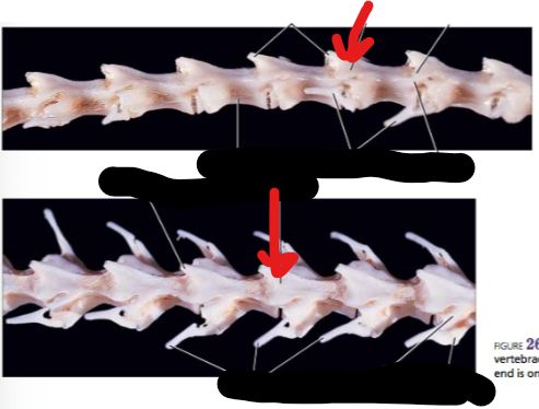 <p>A process projecting posteriorly from the neural arch of a vertebra.</p>