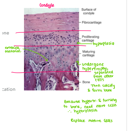 <ul><li><p>process where cartilage replaced by bone</p></li><li><p>cartilage grows interstitially while bone replaces it (hyperplasia/trophy)</p></li><li><p>when calcification happens (hard tissue formed), IG cannot occur (bc cells calcify so its hard and can’t expand)</p></li><li><p>growth of bone happens via…</p><ul><li><p>direct addition on free surfaces (cells in periosteum)</p></li><li><p>replacement of soft tissue that grew before calcification</p></li></ul></li></ul><p></p>