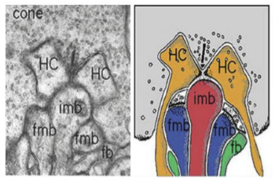 <p>They adjust bipolar cell sensitivity by feeding back onto photoreceptors, controlling neurotransmitter release.<br>This helps create center-surround receptive fields, a key early step in spatial vision.</p>