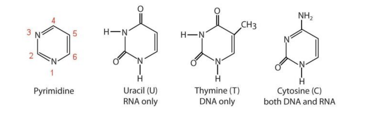 <p>Uracil (U)</p><p>Thymine (T)</p><p>Cytosine (C)</p>