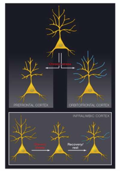 <p>explain dendritic changes due to stress</p>