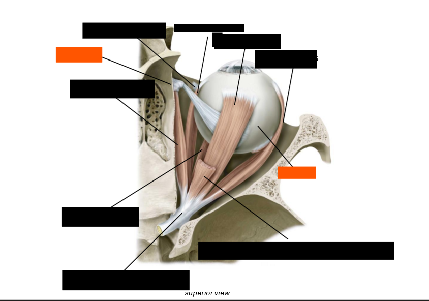 <p>Label the eye muscles</p>