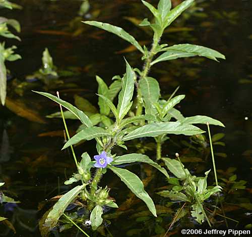<p>Hydrolea quadrivalvis</p>