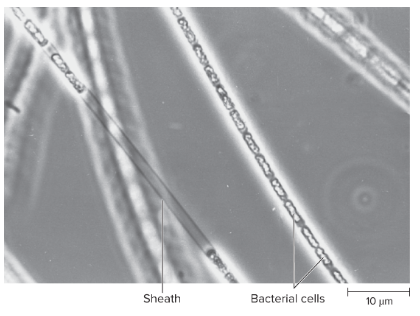 <p><mark data-color="#f4eeee" style="background-color: rgb(244, 238, 238); color: inherit;">Bacteria residing in aquatic environments lack steady supply of nutrients. </mark></p><p><mark data-color="yellow" style="background-color: yellow; color: inherit;">Mediates this by forming chains of cells within a tube</mark></p><ul><li><p>sheaths protect an help bacteria attach to solid objects</p></li><li><p>Gram-negative bacteria</p></li></ul><p><u>eg.</u> <em>Sphaerotilus, Leptothrix</em></p><p></p>