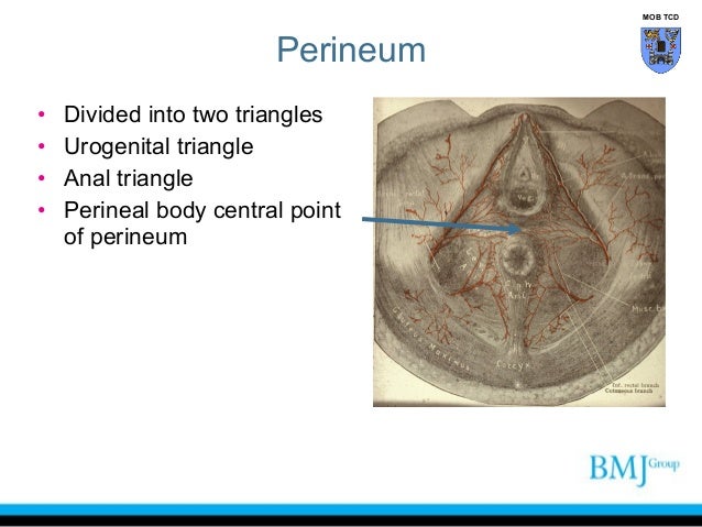 <p>The middle point between vaginia/anus penis/anus ? </p>
