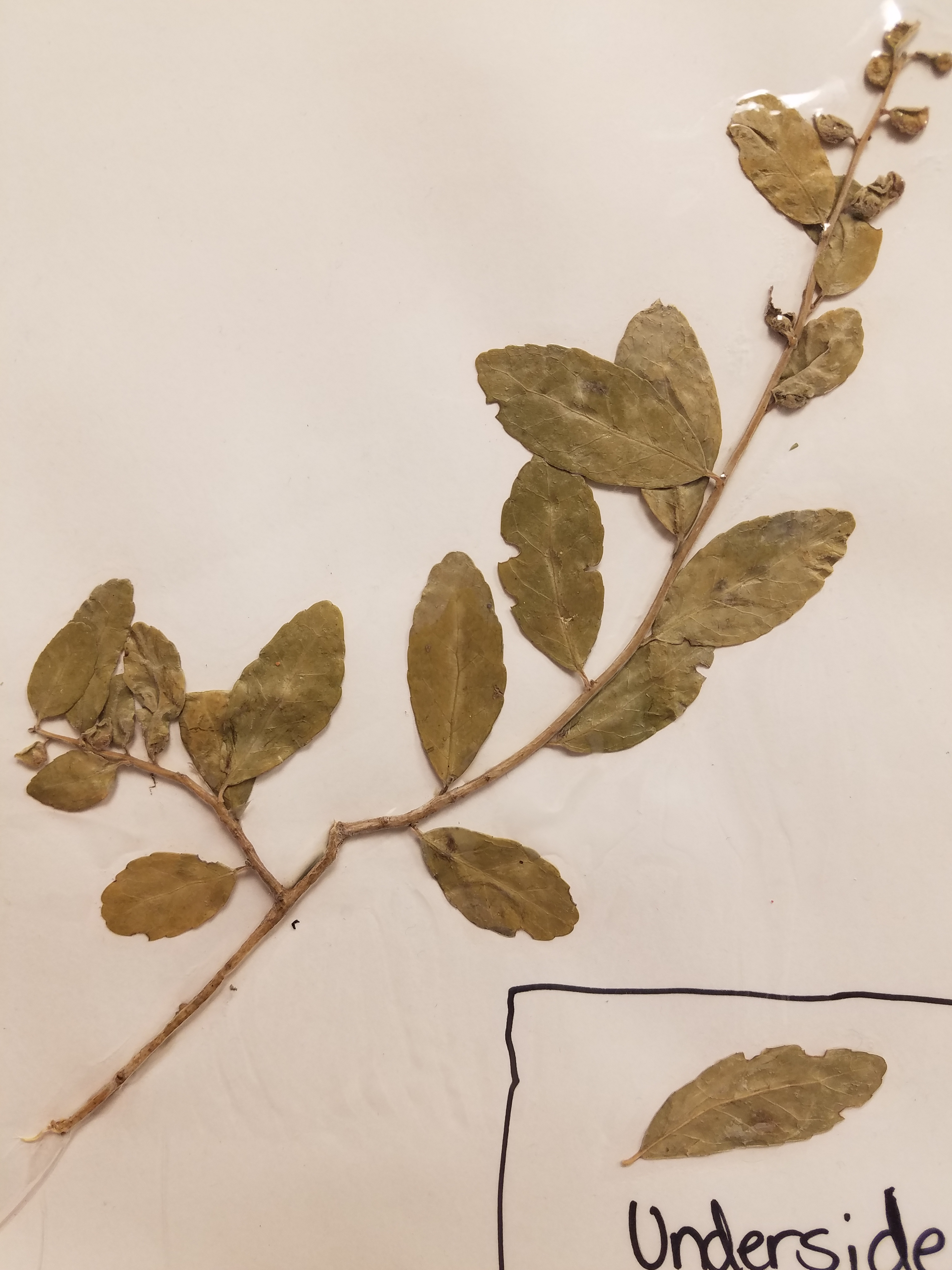 <p>What is the scientific name?</p>