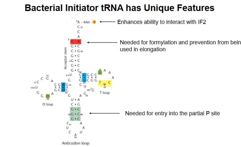 <ul><li><p>the formyl modification at the top enhances the ability to interact with IF2</p></li><li><p>CA in the middle is needed for formylation and prevention from being used in elongation.</p></li><li><p>Bottom base pairs needed for entry directly into the partial P site.</p></li></ul><p></p><p><u>The initator tRNA is specialized for starting translation and is structurally prevented from participating in elongation.</u></p><p></p>