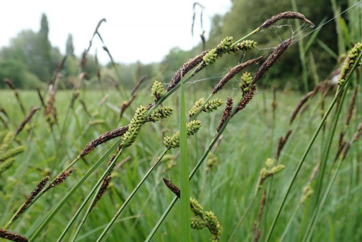 <p>Mörkgröna slaka tuvor. Brunröda slidor i bladbas, ej upprispade</p>