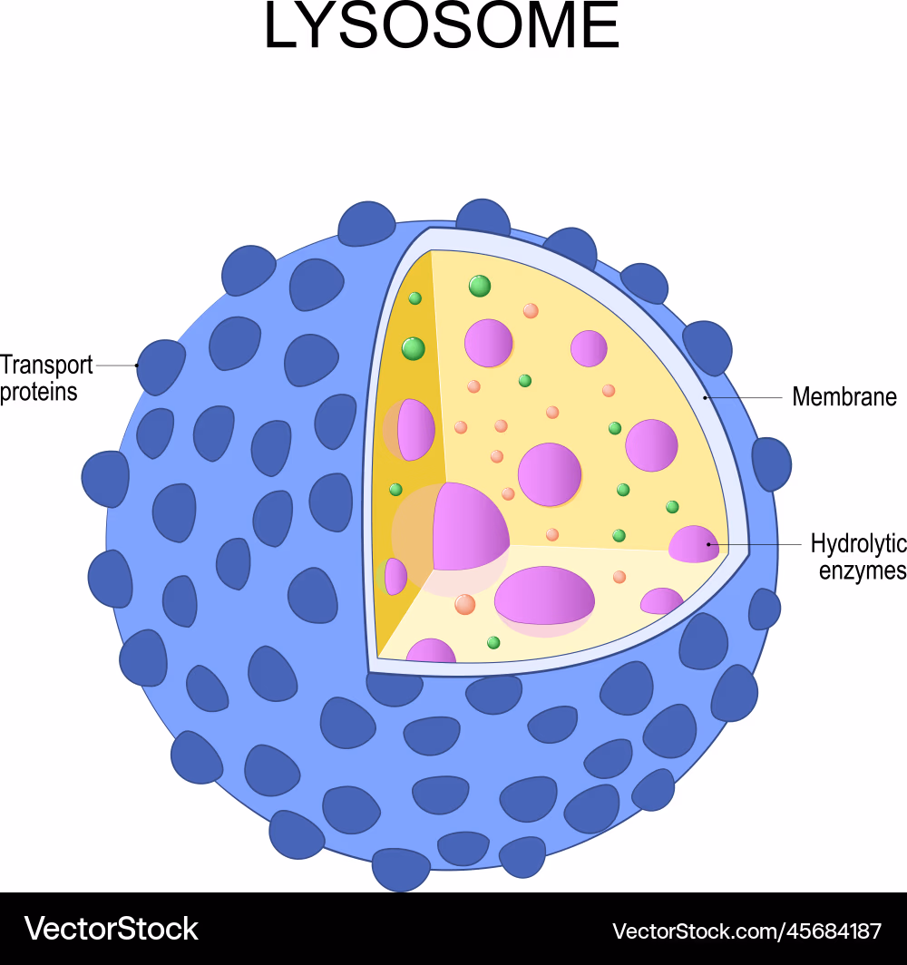 <p>contains enzymes that allow it to break down old cells and waste products</p>