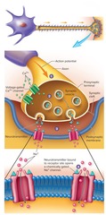 <p>Junction between a neuron and another cell.</p>