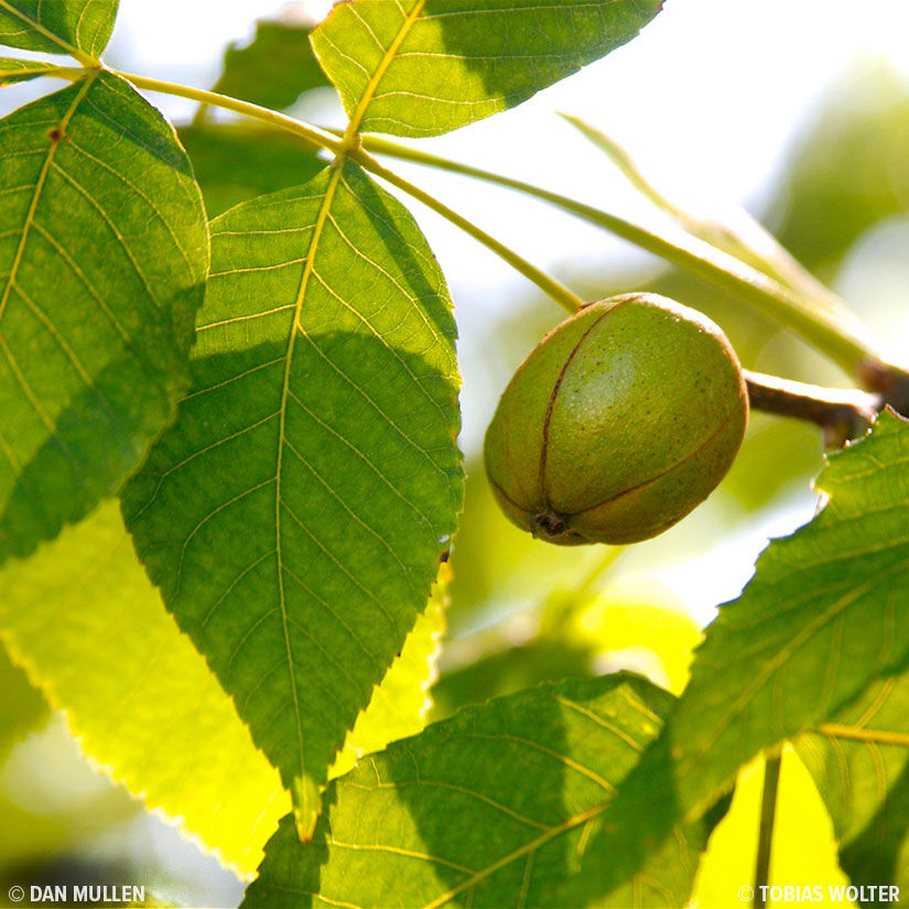 <p>What is the common name, genus and species, &amp; family of this plant?</p>