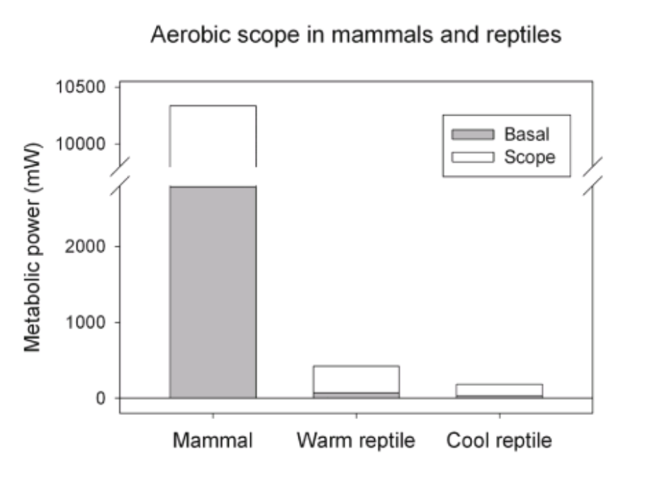 <p>Maximal metabolic rate (MMR) minus resting metabolic rate (RMR)</p><ul><li><p>Endotherms have greater absolute aerobic scope, meaning they can sustain much higher levels of aerobic activity</p></li><li><p>Endotherms have much higher RMR’s than ectotherms</p></li></ul><p></p>