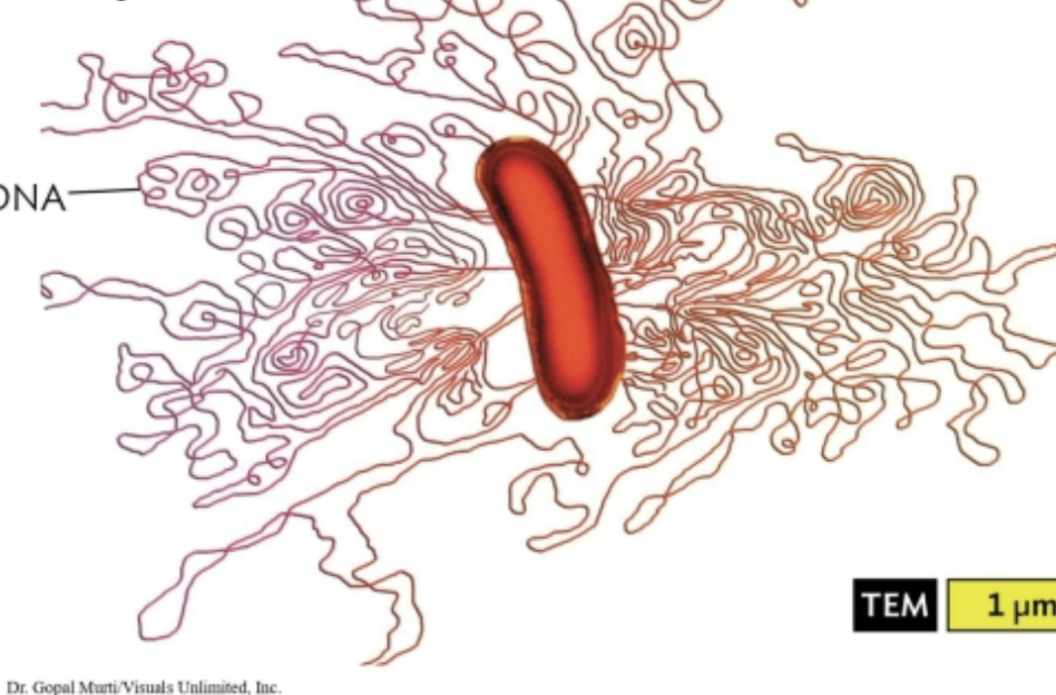 <p>The genome determines all the organism inherited traits and defines the species of the organism. </p>