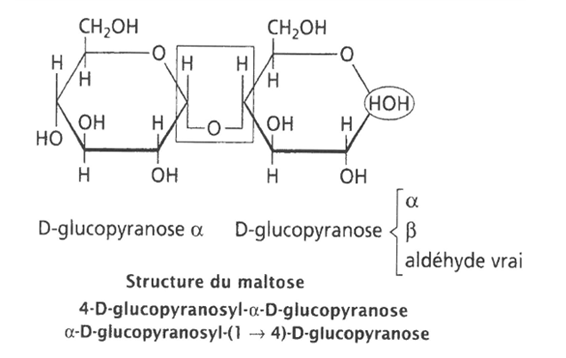 <p>Disaccharide, sucre réducteur </p><p><strong>très soluble dans l’eau</strong> et est <strong>dextrogyre</strong></p><p>il peut former des <strong>chaînes de galactanes ou de mannanes</strong></p>