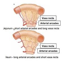 <p><span><em>- plicaea circulares (plooien van slijmvlies aan binnenkant dunne darm) bevinden zich in het jejunum</em></span></p><p class="MsoNormal"><span><em>- arcades (boogvormige vaatnetwerken/bloedvaten) bevinden zich in het mesenterium (ileum)</em></span></p><p class="MsoNormal"><span><em>- vasa recta (rechte vaatjes vanaf arcades) gaan vanaf mesenterium naar darmwand, deze zijn lang bij jejunum en kort bij ileum</em></span></p><p class="MsoNormal"><span><em>Plooien worden minder naarmate je verder het darmstelsel in gaat, deze hebben een functie in voedselabsorptie</em></span></p>