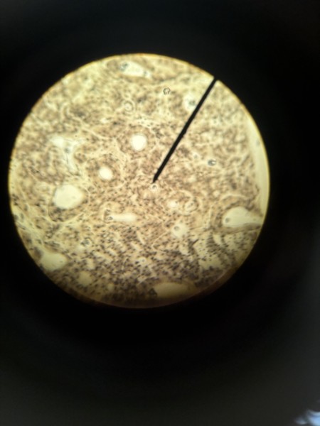 <p>Function in support and protection. Marrow is site of blood cell formation</p>