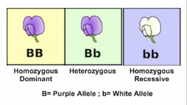 <ul><li><p>genotype is the <strong>genetic composition </strong>of an organism at one particular gene locus</p></li></ul><p></p>