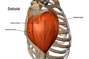 <p>deltoid muscle </p>