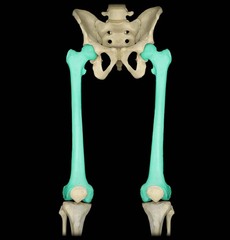 <p>Largest & Strongest bone in the body, Entire weight is transferred through this bone & associated joints</p>