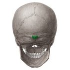 <p>protuberance</p>