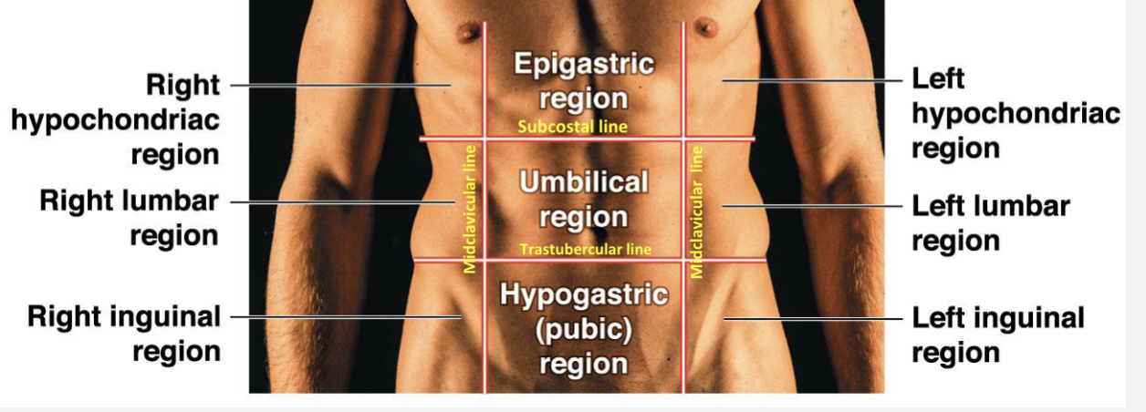 <p>trastubercular line</p>