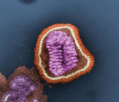 <p>Virus</p>