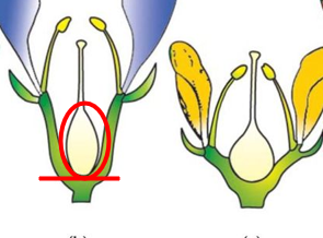 <p>Bloembodem rond vruchtbeginsel (streep boven en onder G bij bloemformule)</p>