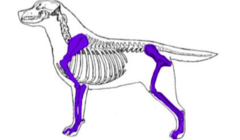 <p>limbs (thoracic and pelvic)</p>