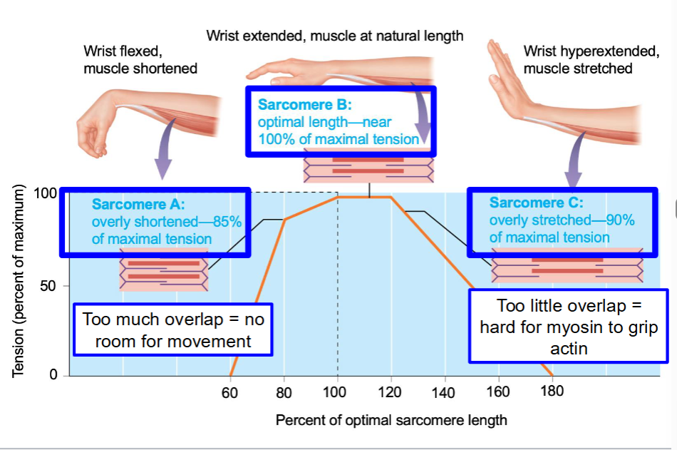 <p>too much overlap = no room for movement</p><p>too little overlap = hard for myosin to grip actin</p>