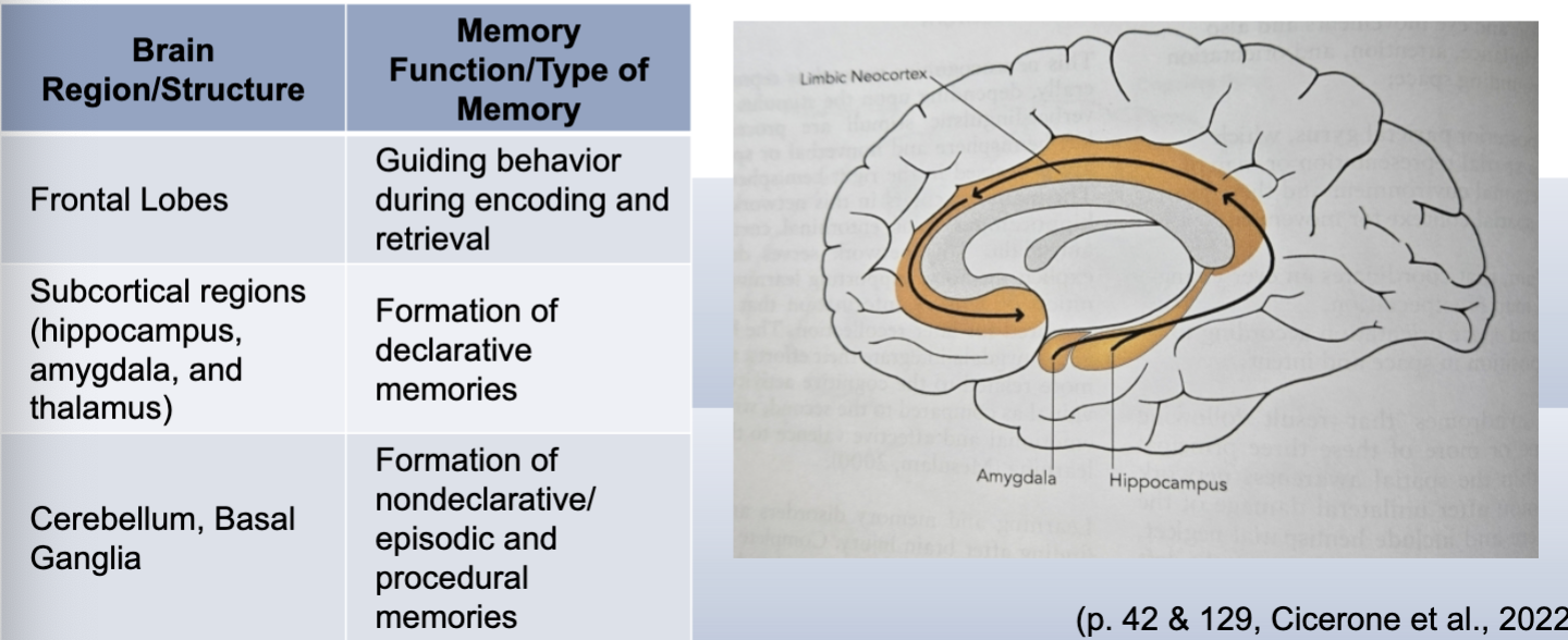 <p>depending on location of injury, different types of memory are impacted</p>