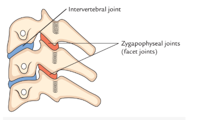 <ul><li><p><span style="font-family: "Century Gothic";">Fibrocartilaginous symphysis (secondary cartilaginous joints)</span></p></li><li><p><span style="font-family: "Century Gothic";">Between vertebral bodies of adjacent vertebrae</span></p></li><li><p><span style="font-family: "Century Gothic";">The intervertebral disc forms the connection between the bodies</span></p></li></ul><p></p>