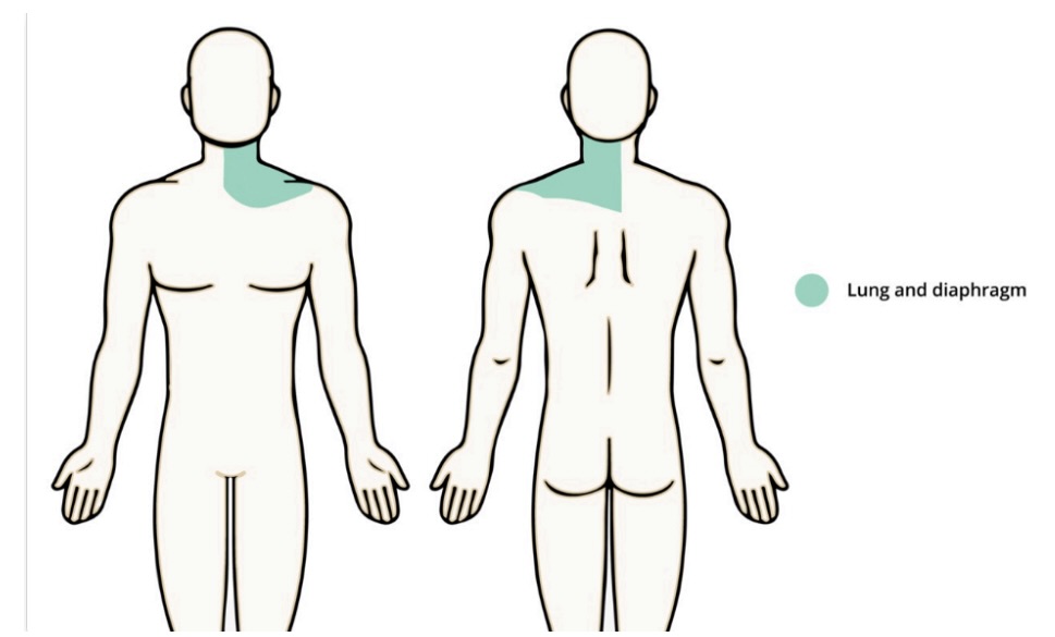 <ul><li><p>cough, sputum, blood and sputum</p></li><li><p>chest pain</p></li><li><p>pain with deep breathing</p></li><li><p>body sweats, itching</p></li><li><p>cyanosis or clubbing of fingernails</p></li><li><p>history of smoking, pulmonary disorder</p></li><li><p>sinus/facial pain</p></li><li><p>loss of smell, nasal discharge, nose bleeds</p></li><li><p>difficulty breathing, wheezing, shortness of breath, snoring</p></li><li><p>foul odor</p></li></ul><p></p>