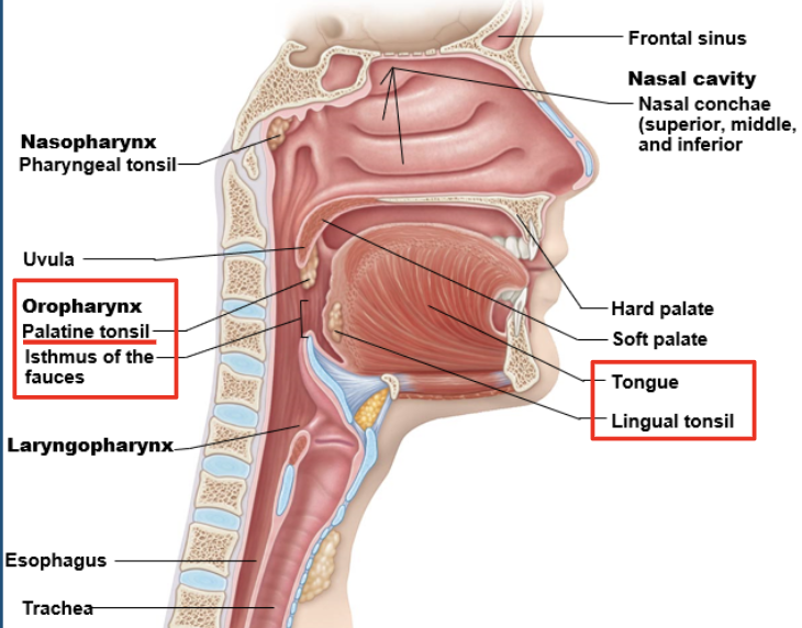 <p>what two tonsils are embedded in the mucosa of the oropharynx? </p>