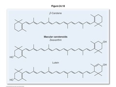 <p>lipid derivatives containing long carbon chains with conjugated double bonds and six-membered rings at each end</p><p>- They function mainly as pigments</p>