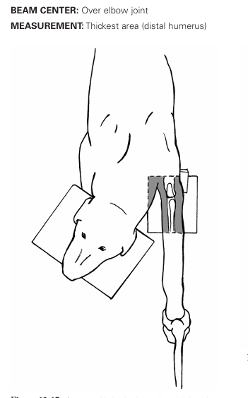 <p>Craniocaudal view of Elbow</p>