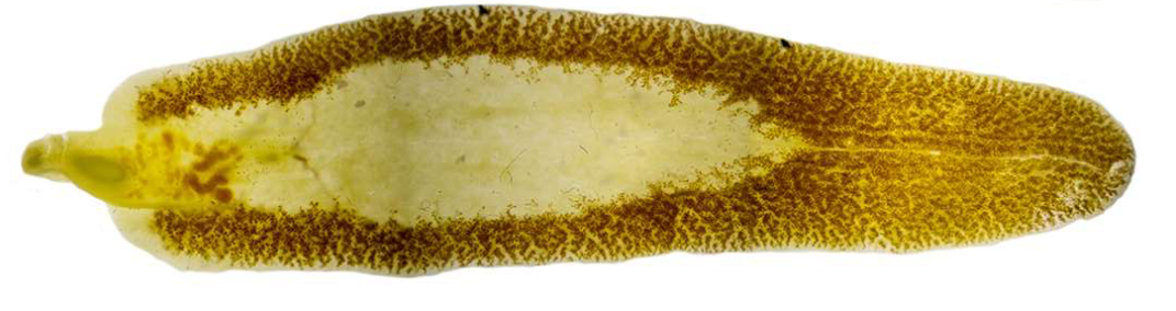 <p><strong>Phylum:</strong> Platyhelminthes</p><p>Human Liver flukes</p>