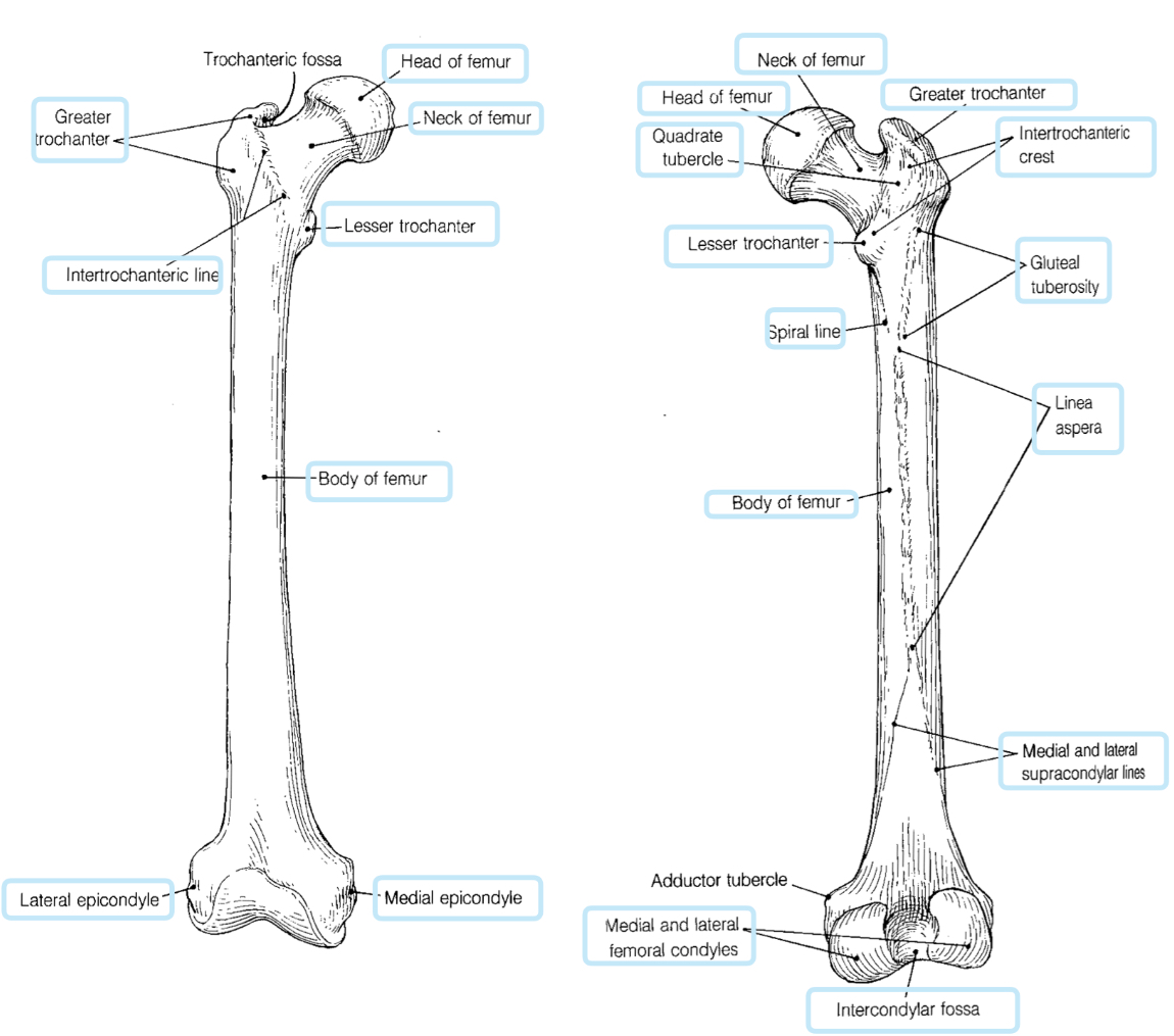 <p>a fracture in the neck of the femur between the head and the greater trochanter </p>