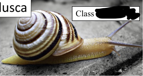 <p>Which class of phlyum mollusca is this in?</p>
