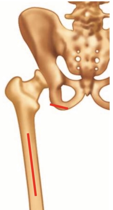 <p><span><span>Ischial tuberosity, Linear aspera</span></span></p>