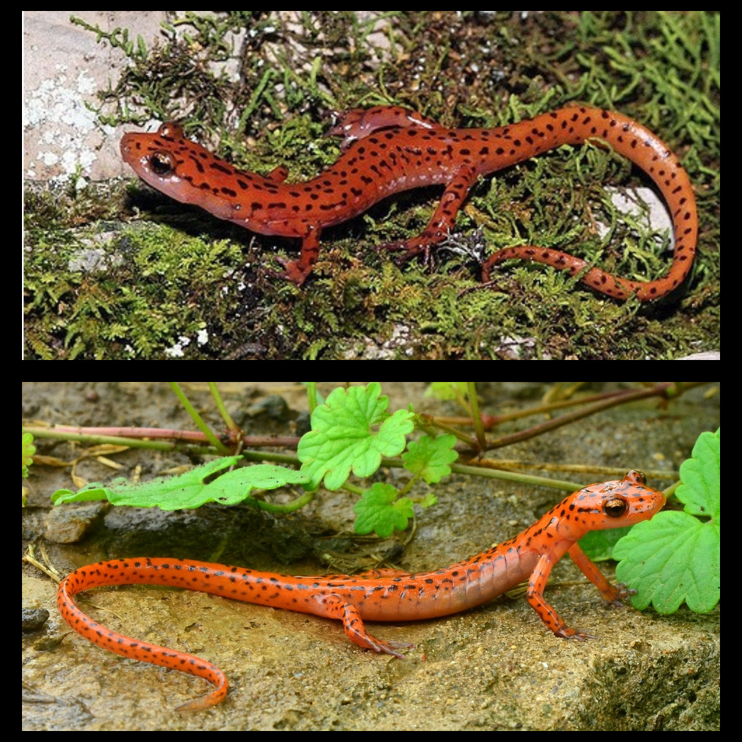 <p>Cave Salamander</p>