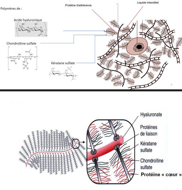 <ul><li><p>Liquide interstitiel </p></li><li><p>Protéines d’adhérences </p></li><li><p>Protéoglycanes (Glycosaminoglycanes “GAG”)</p></li></ul><p></p>