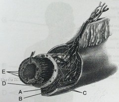 <p>name the layer labeled B</p>