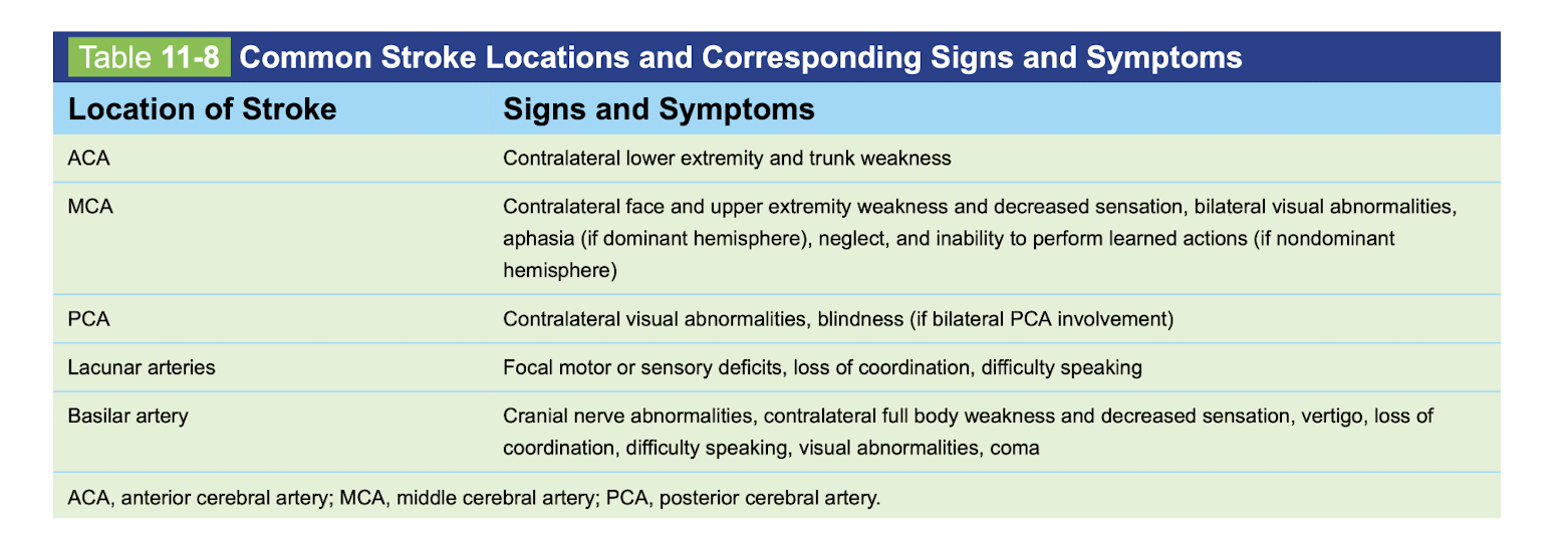 <p>-ACA- opposite lower extremity&nbsp;</p><p class="p1">-MCA- opposite face and upper extremity +/- visual abnormalities if dominant, neglect if not dominant&nbsp;</p><p class="p1">-PCA: opposite visual/ blindness if bilateral PCA&nbsp;</p><p class="p1">-Lacunar: focal motor or sensory deficits, no coordination, dysphagia&nbsp;</p><p class="p1">-Basilar artery: locked in syndrome&nbsp;</p>