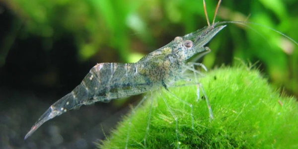 <p>Grass Shrimp</p>