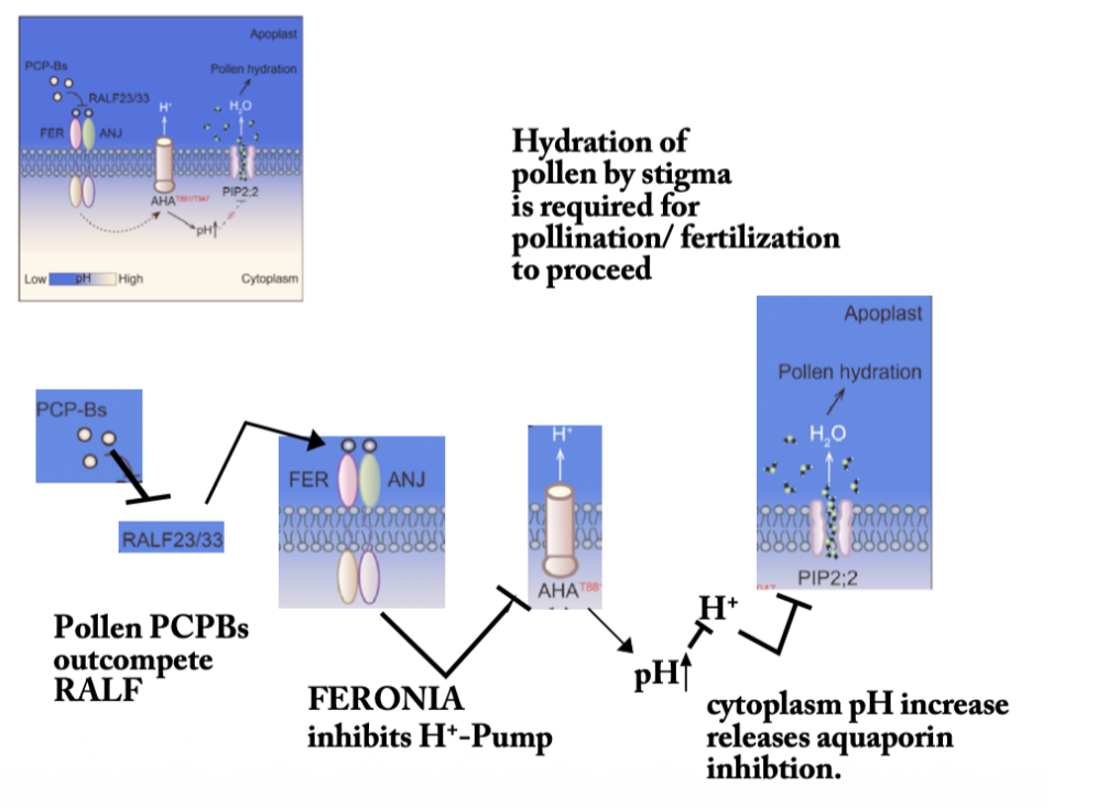 <p>Pollen PCPBs —| RALF —> FERONIA —| H+ Pump, leading to<strong> </strong>↑ pH which releases aquaporin inhibition causing pollen hydration.</p><p></p><p>Only pollen of the same species can evoke this response. </p>