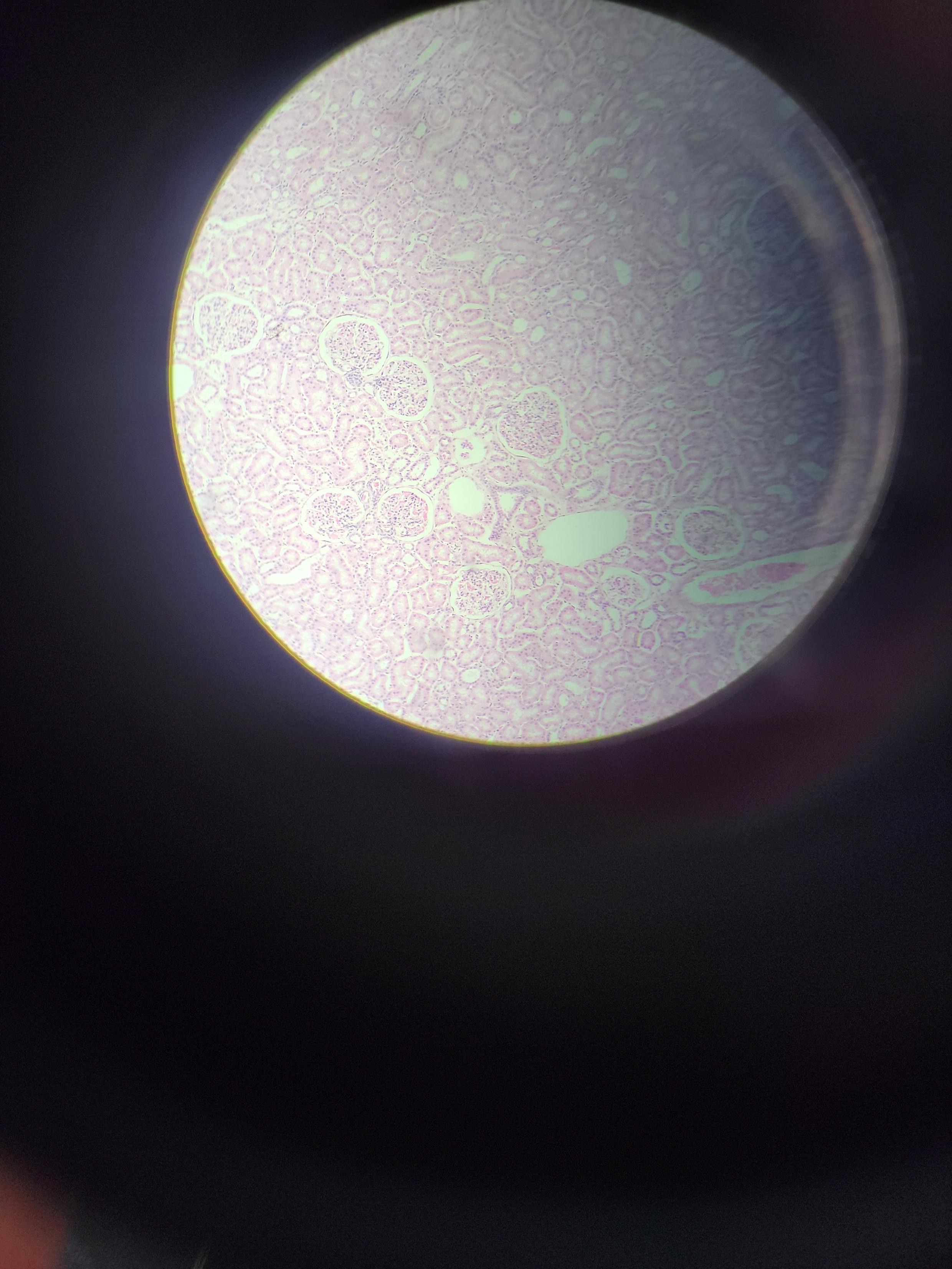 <p>What tissue is this? What is its function</p>