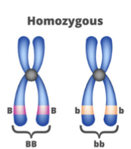 <p><span>Homozygous</span></p>