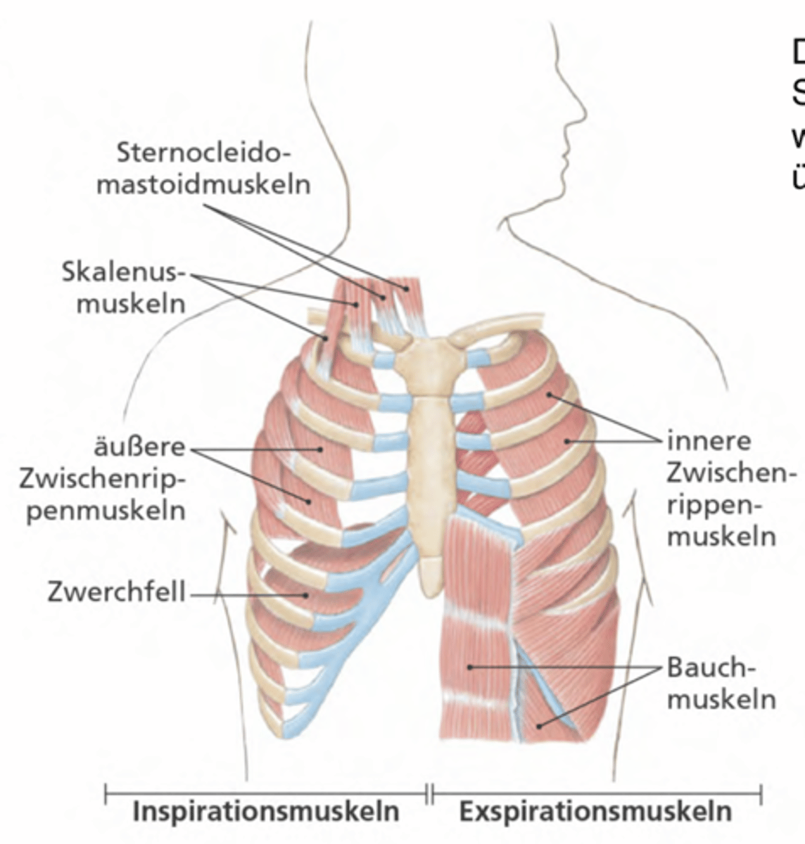 <p>Inspirationsmuskeln:</p><p>-Sternocleidomastoidmuskeln</p><p>-äussere Zwischenrippenmuskeln </p><p>-Zwerchfell</p><p>Expirationsmuskeln: (werden in Ruhe fast nicht gebraucht)</p><p>-innere Zwischenrippenmuskeln </p><p>-Bauchmuskeln </p>