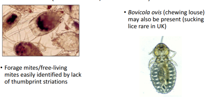 <p>forage mites/ free living mites easily identified by lack of thumbprint striations</p><ul><li><p>globular and darker</p></li></ul><p>bovicola ovis = chewing louce may also be present</p><p>can get coinfection </p>