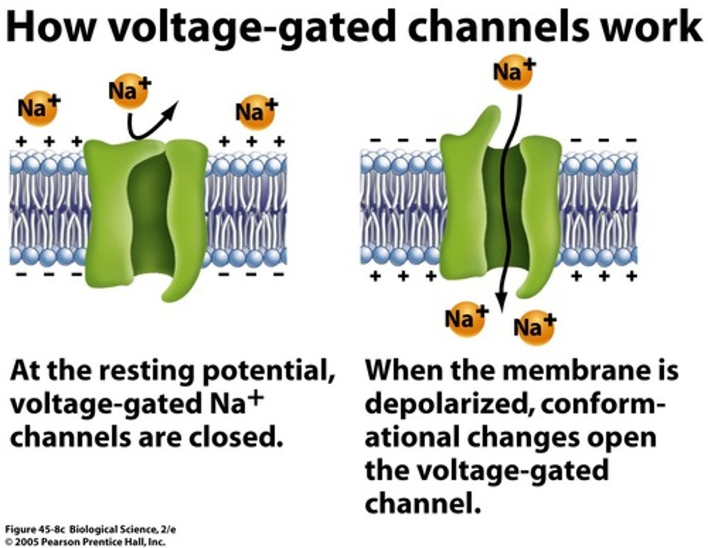 <p>Channels that are regulated by the membrane potential changes near the channel</p><p>Closed under resting conditions but open when membrane depolarization occurs</p><p>Ex : Action potential in nerves</p>